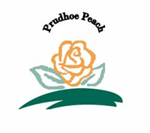 Prudhoe Peach Rose